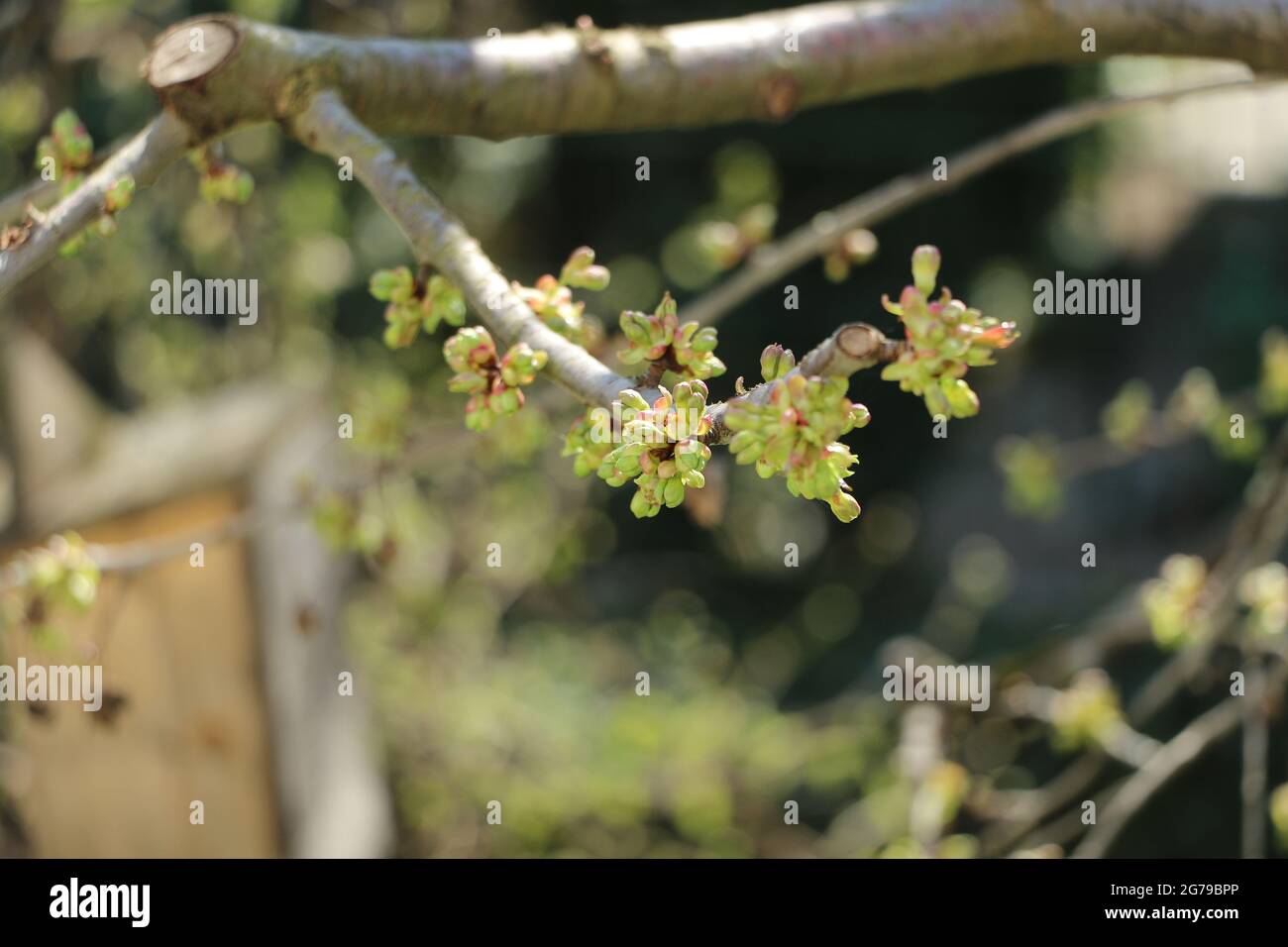 Serie di ciliegi, dal germoglio al fiore di ciliegi ghiacciati. Foto Stock