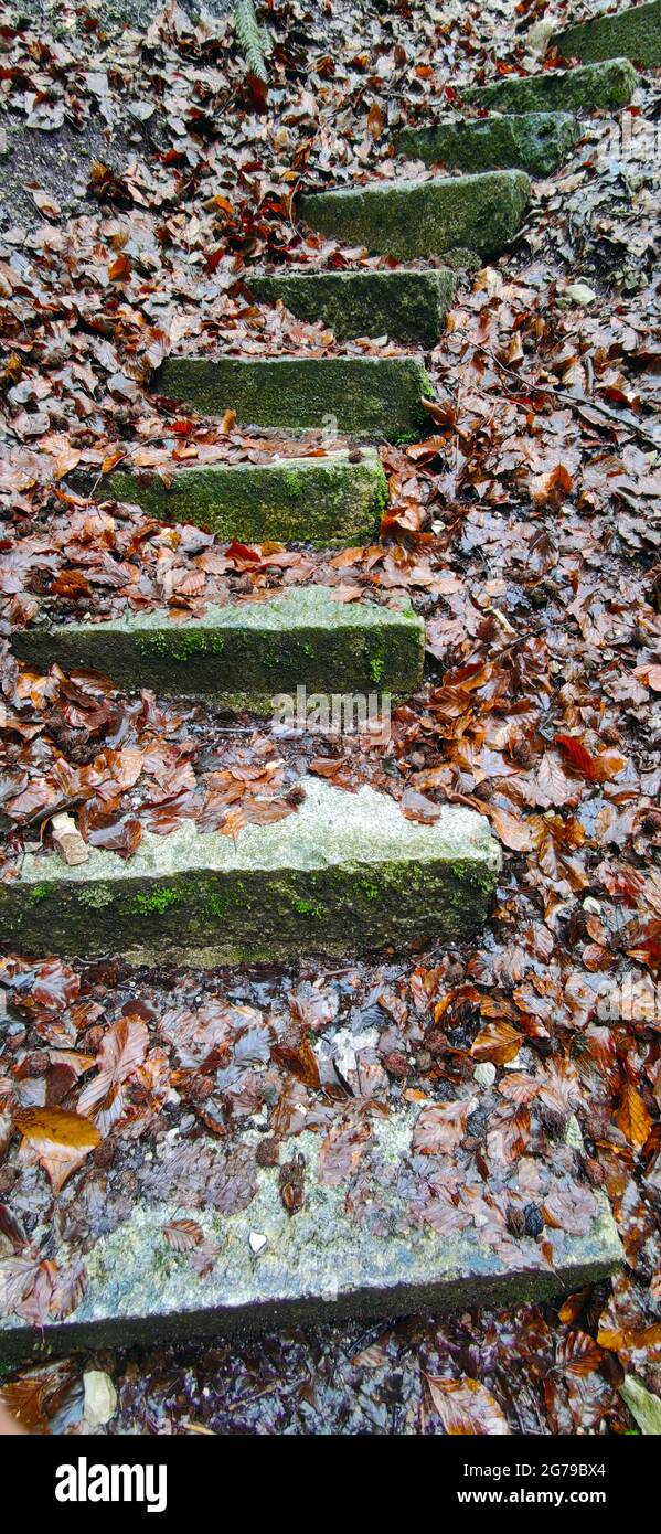 Scalini di pietra tra foglie autunnali bagnate dalla pioggia Foto Stock