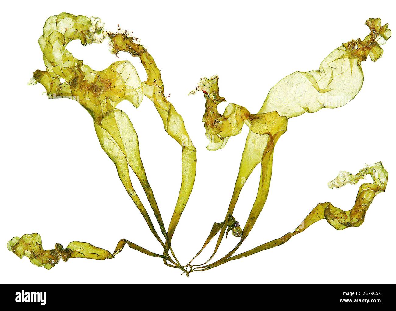 Ulva linza Linnaeus, alga verde (Chlorophyta, Ulvophyceae) Foto Stock