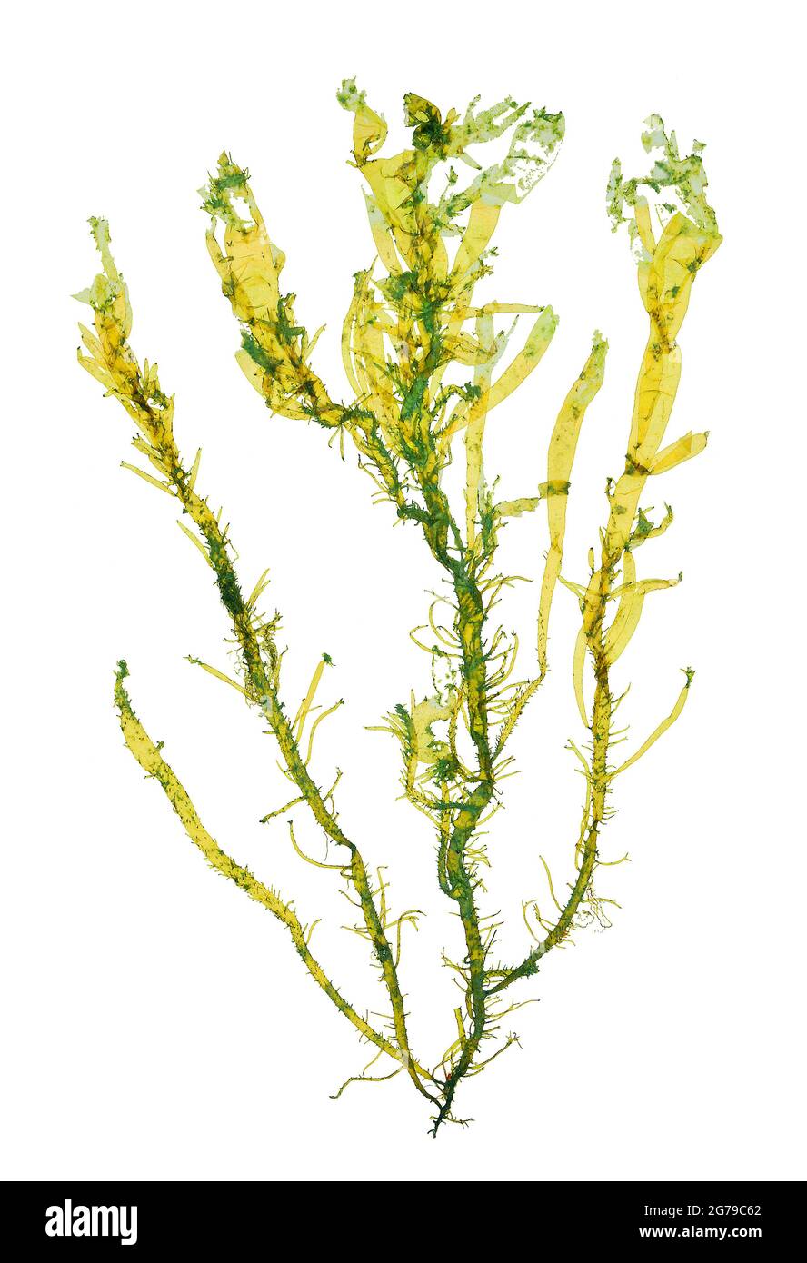 Ulva flexuosa Wulfen, alga verde (Chlorophyta, Ulvophyceae) Foto Stock