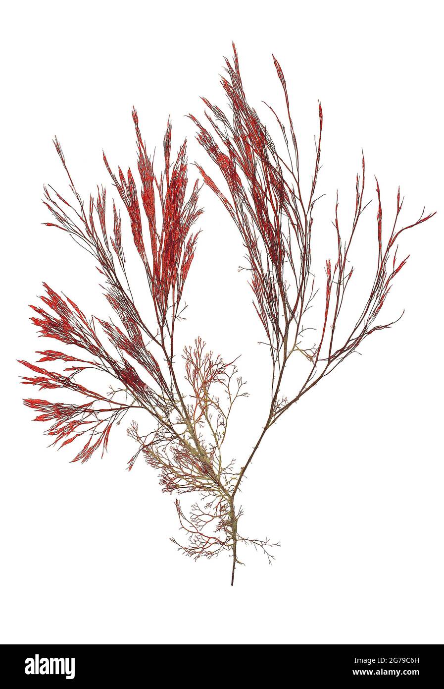 Polifonia elongata (Hudson) Sprengel, alga rossa (Florideophyceae) Foto Stock