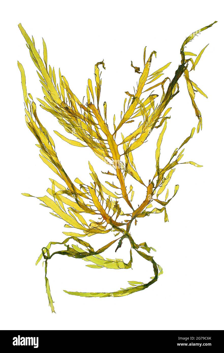 Desmarestia ligulata (Stackhouse) JVLamouroux, alga marrone (Phaeophyceae) Foto Stock