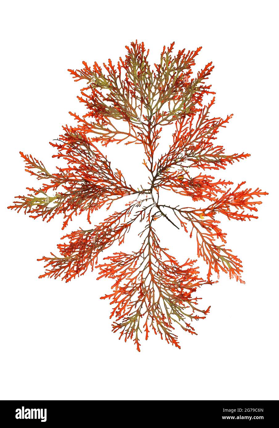 Osmundea pinnatifida (Hudson) Stackhouse, alga rossa (Rhodophyta) Foto Stock