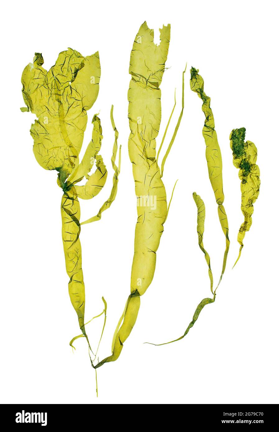 Ulva sp. Alghe verdi (clorofita, Ulvaphyceae) Foto Stock