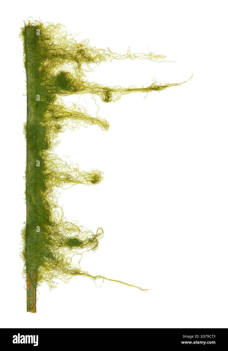 Ulva prolifera OFMüller, alga verde (Chlorophyta, Ulvophyceae) Foto Stock