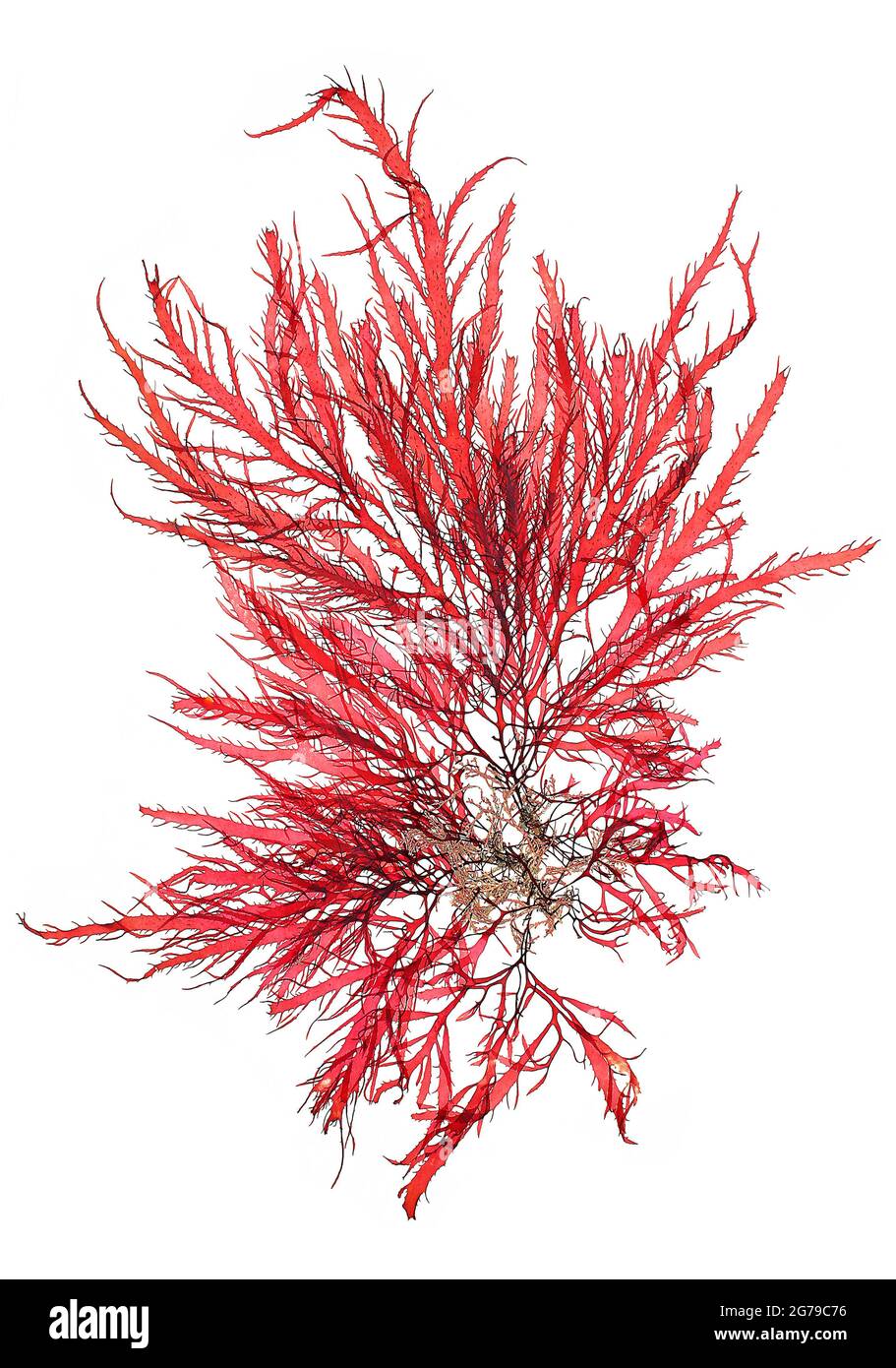 Calliblepharis ciliata (Hudson) Kützing, Alga Rossa (Florideophyceae) Foto Stock