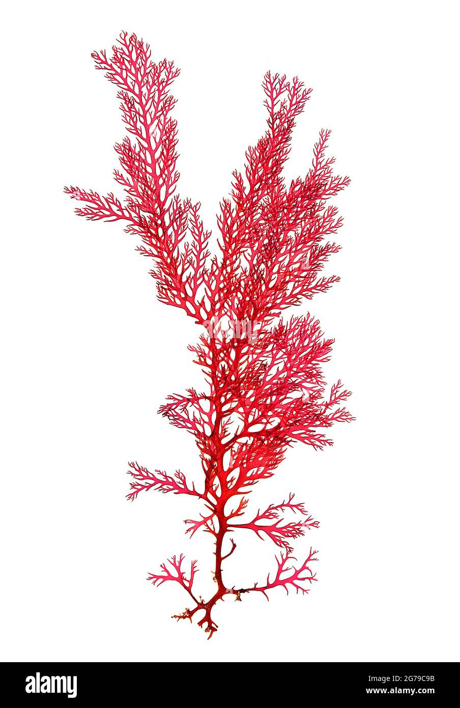 Plocamium cartilagineum (Linnaeus) PS Dixon, alga rossa (Florideophyceae) Foto Stock