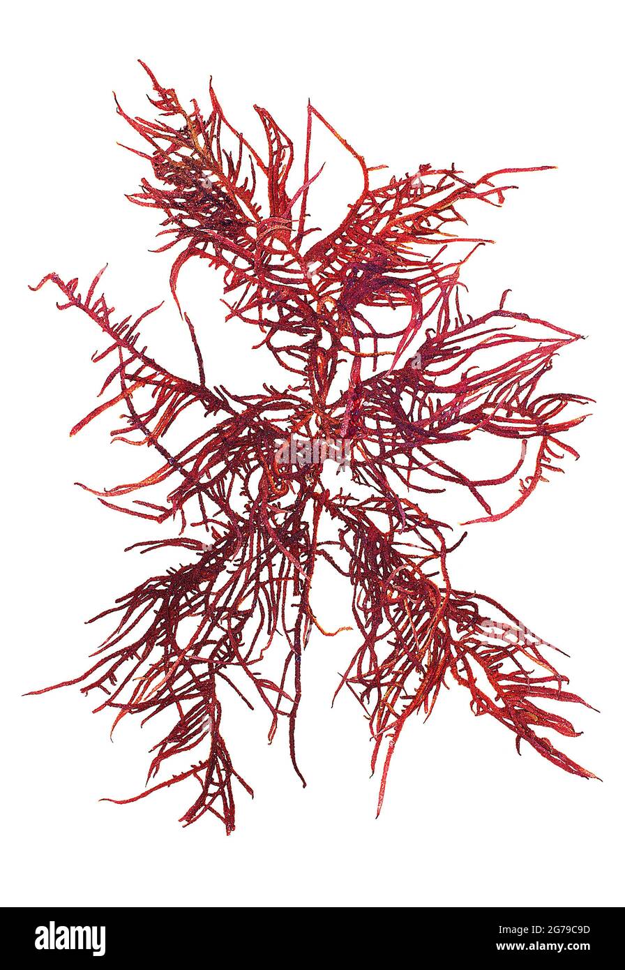Halurus equisetifolius (Lightfoot) Kützing, Alga Rossa (Florideophyceae) Foto Stock