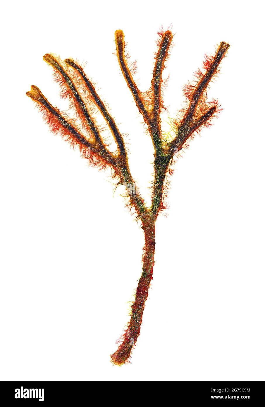 Acrochaetium secundatum (Lyngbye) Nägeli in Nägeli & Cramer, alga rossa (Florideophyceae) Foto Stock