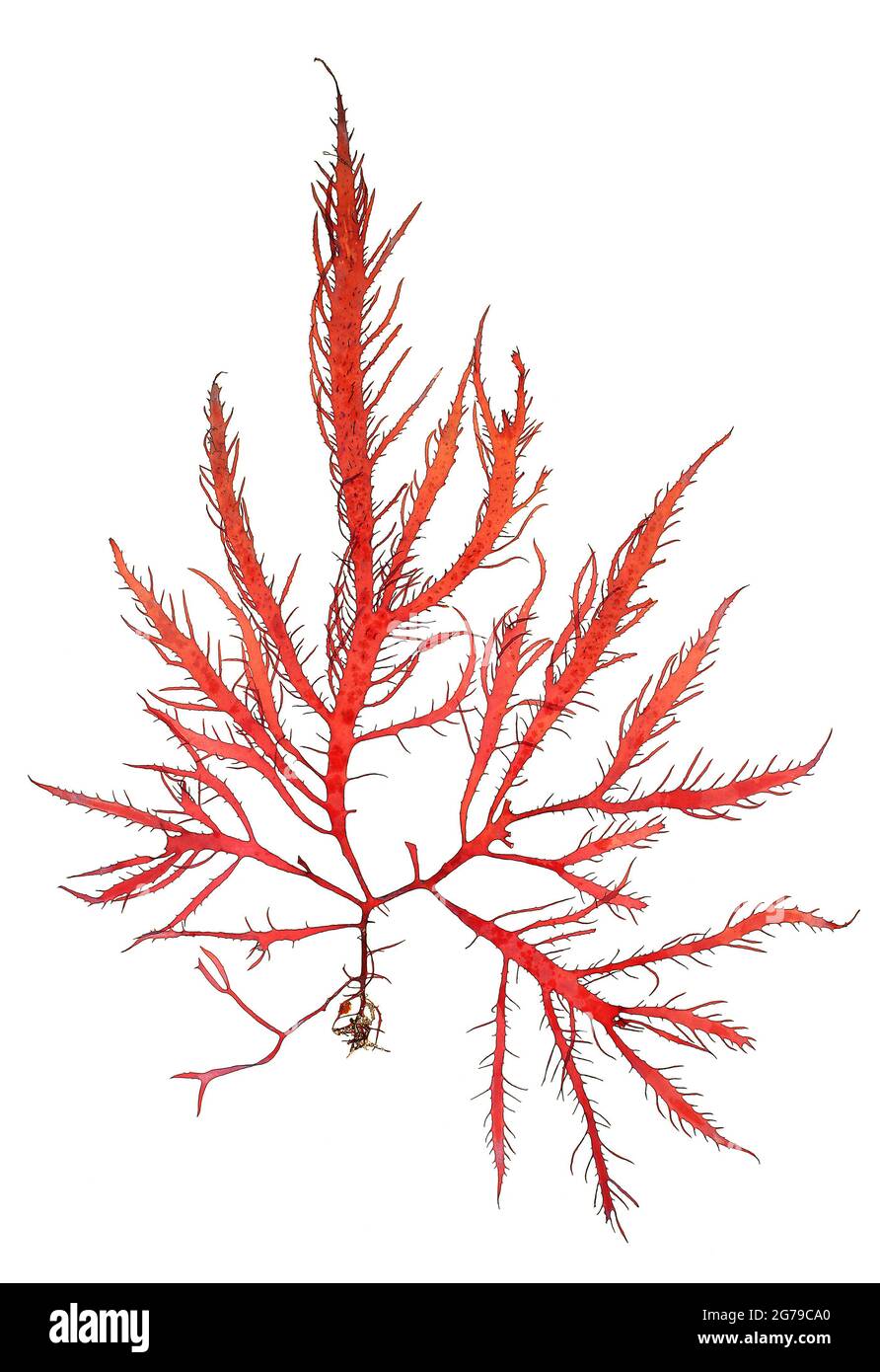 Calliblepharis jubata (Goodenough & Woodward) Kützing, Red Alga (Florideophyceae) Foto Stock