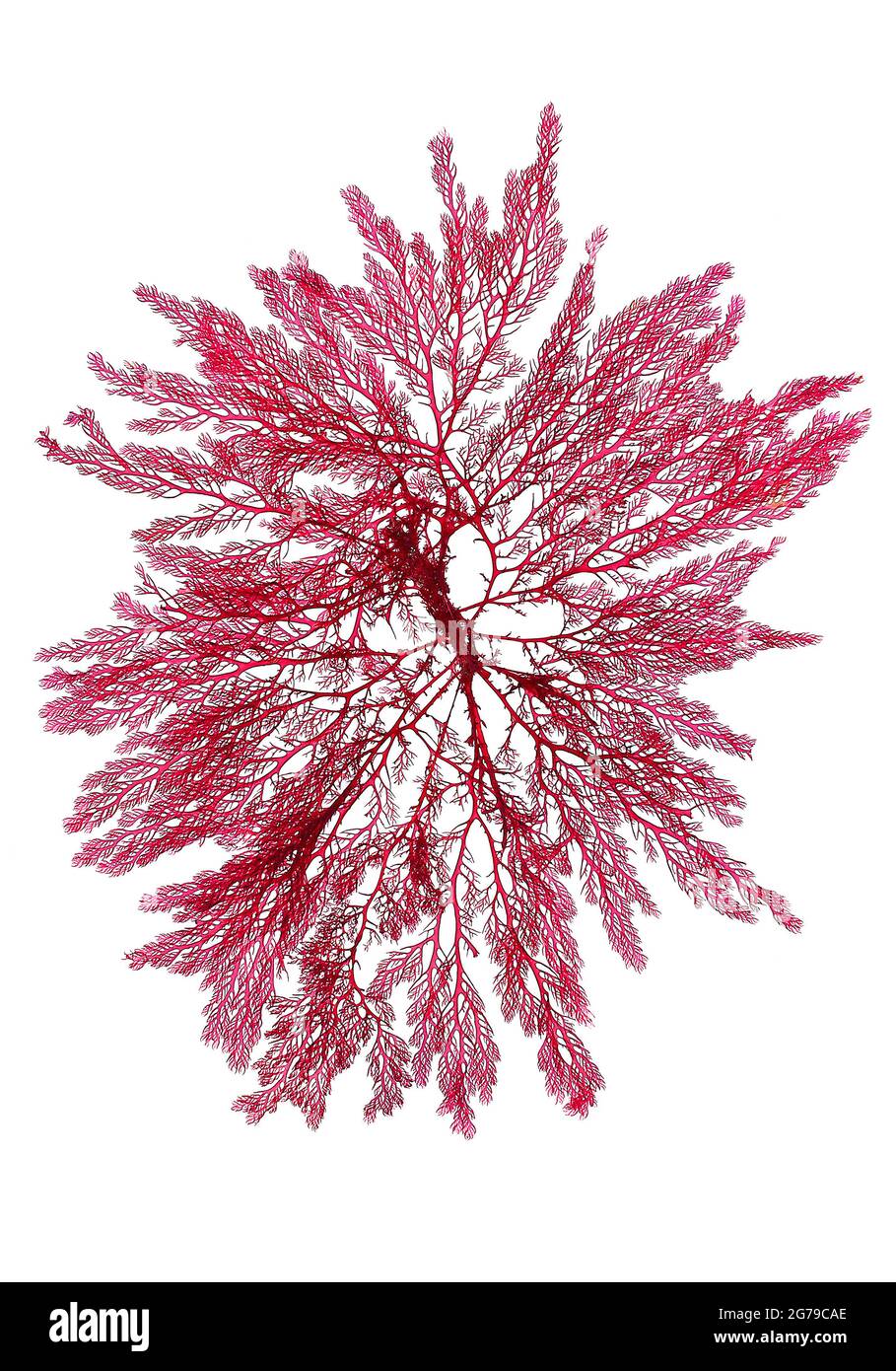 Plocamium cartilagineum (Linnaeus) PS Dixon, alga rossa (Florideophyceae) Foto Stock