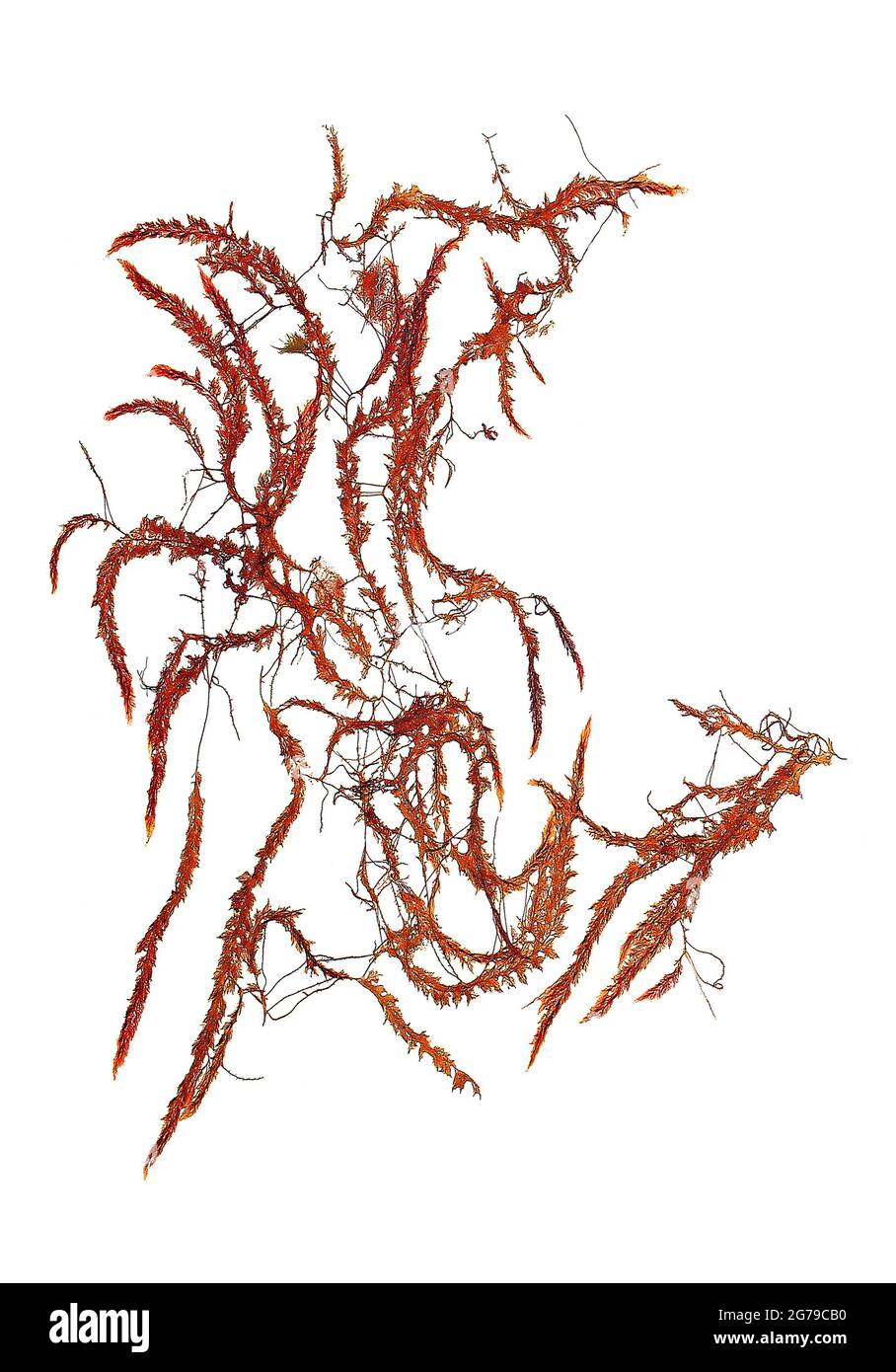 Asparagopsis armata Arvey 1855 alga rossa (Florideophyceae) Foto Stock