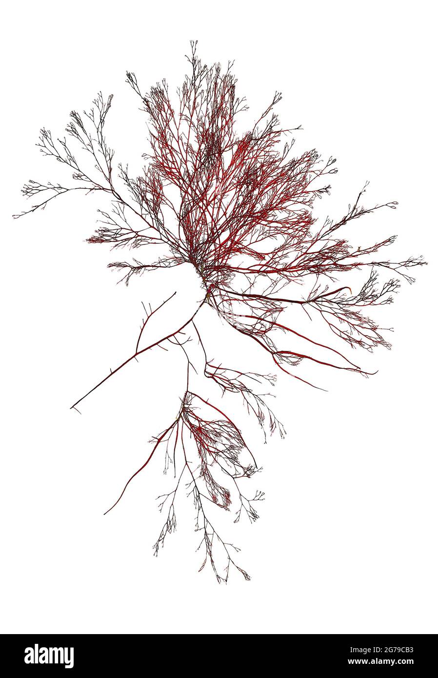 Ceramium virgatum Roth, alga rossa (Florideophyceae) Foto Stock