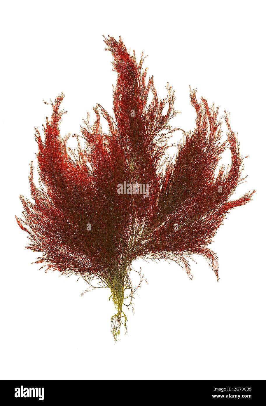 Polifonia stricta (Dillwyn) Greville, alga rossa (Florideophyceae) Foto Stock
