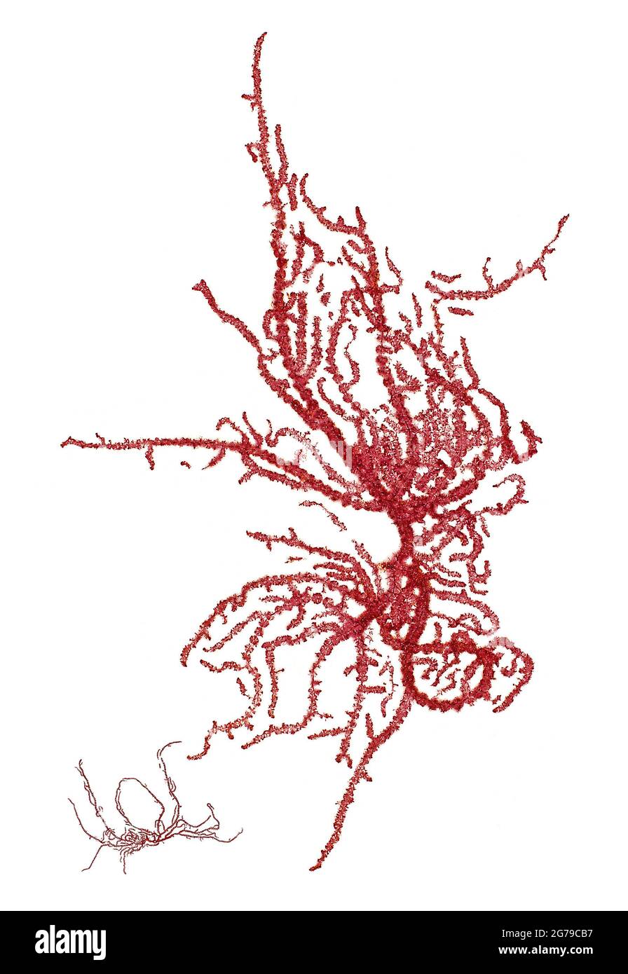 Batrachospermum gelatinosum (Linnaeus) De Candolle, alga rossa (Florideophyceae) Foto Stock