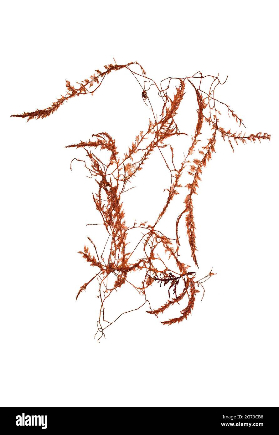 Asparagopsis armata Arvey 1855 alga rossa (Florideophyceae) Foto Stock