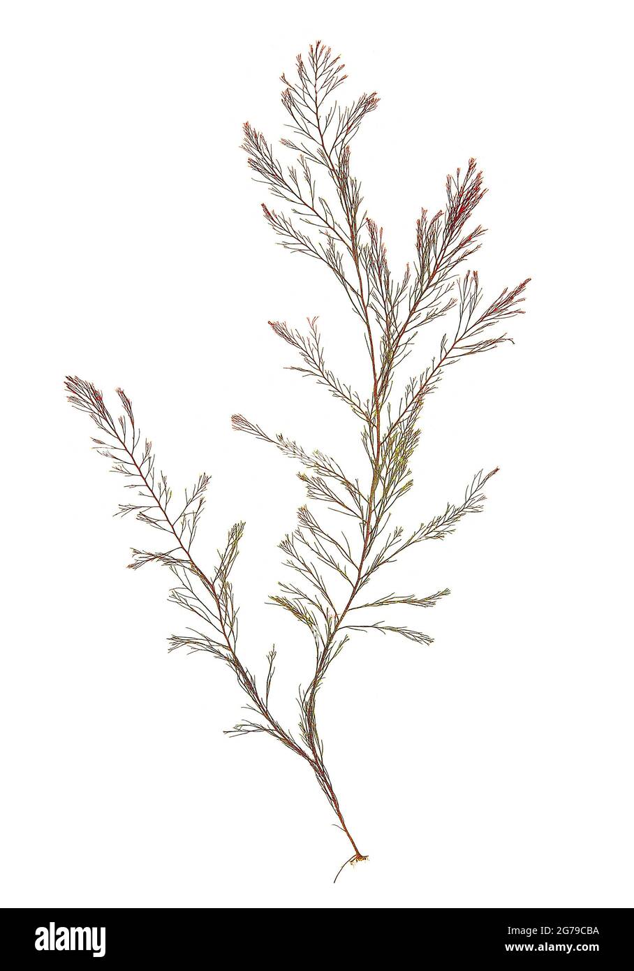 Polisifonia fucoides (Hudson) Greville, alga rossa (Florideophyceae) Foto Stock