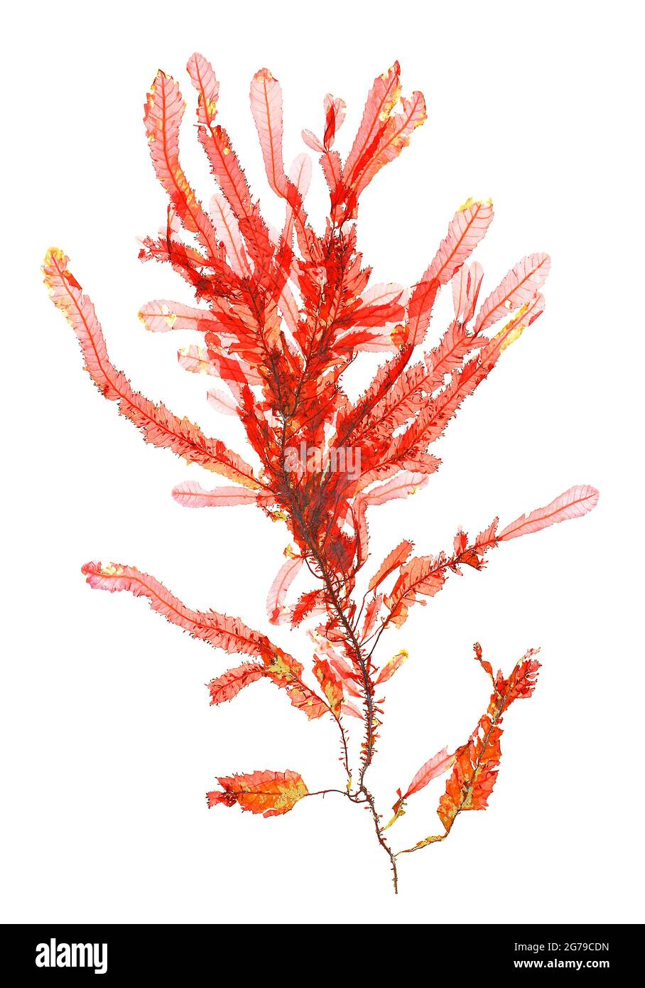 Phycodrys rubens (Linnaeus) Batters, Red Alga (Rhodophyceae) Foto Stock