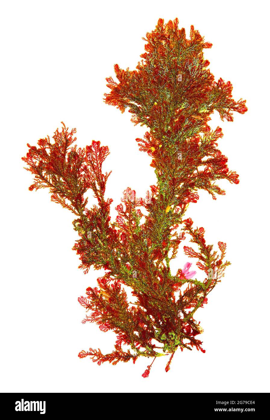 Plumaria plumosa (Hudson) Kuntze, alga rossa (Rhodophyceae) Foto Stock