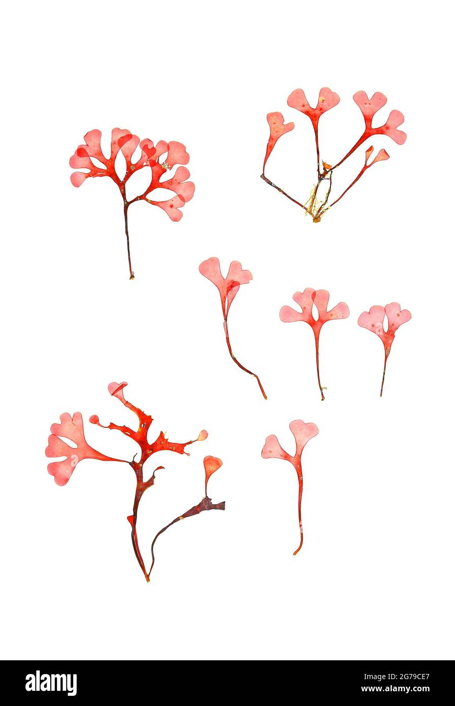 Phyllophora sicula (Kützing) Guiry & LMirvine, Alga Rossa (Florideophyceae) Foto Stock