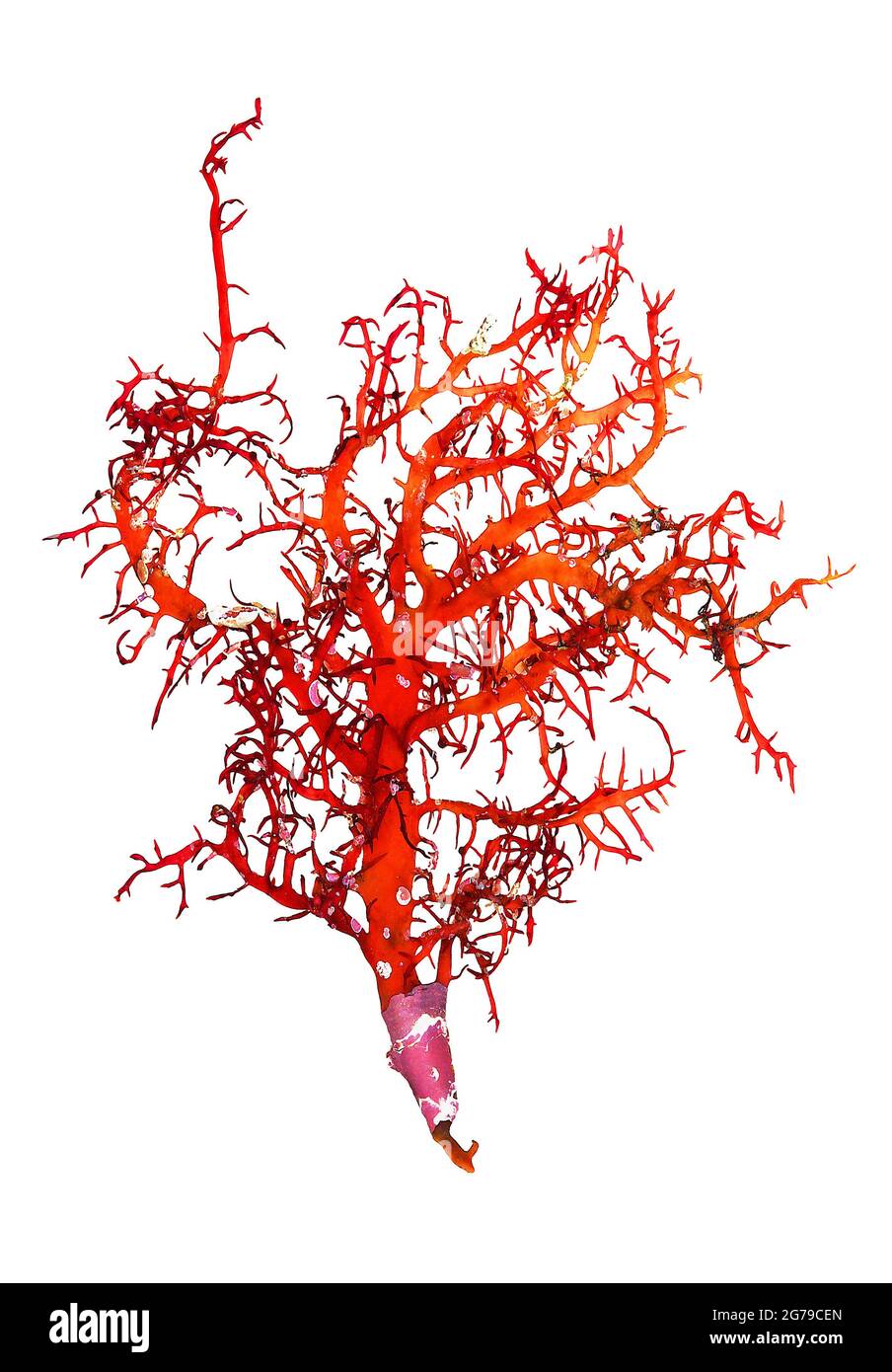 Chondracanthus teedei (Mertens ex Roth) Kützing, alga rossa (Florideophyceae) Foto Stock