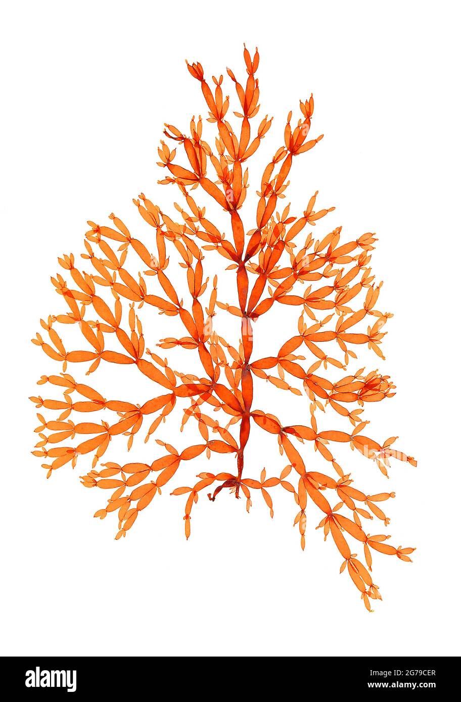 Lomentaria articolata (Hudson) Lyngbye, Red Alga (Florideophyceae) Foto Stock