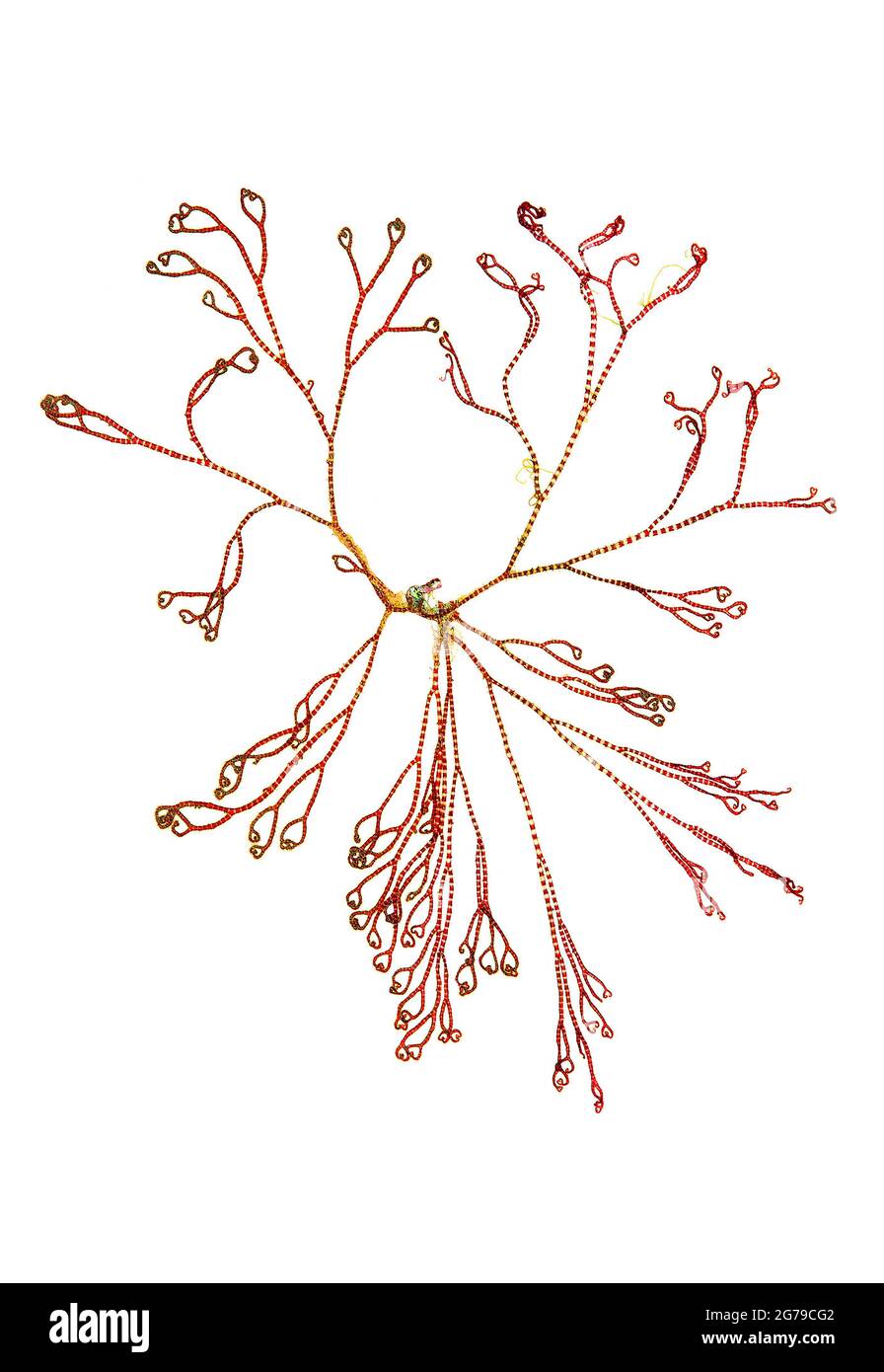 Ceramium ciliatum (J.Ellis) Ducluzeau, alga rossa (Florideophyceae) Foto Stock