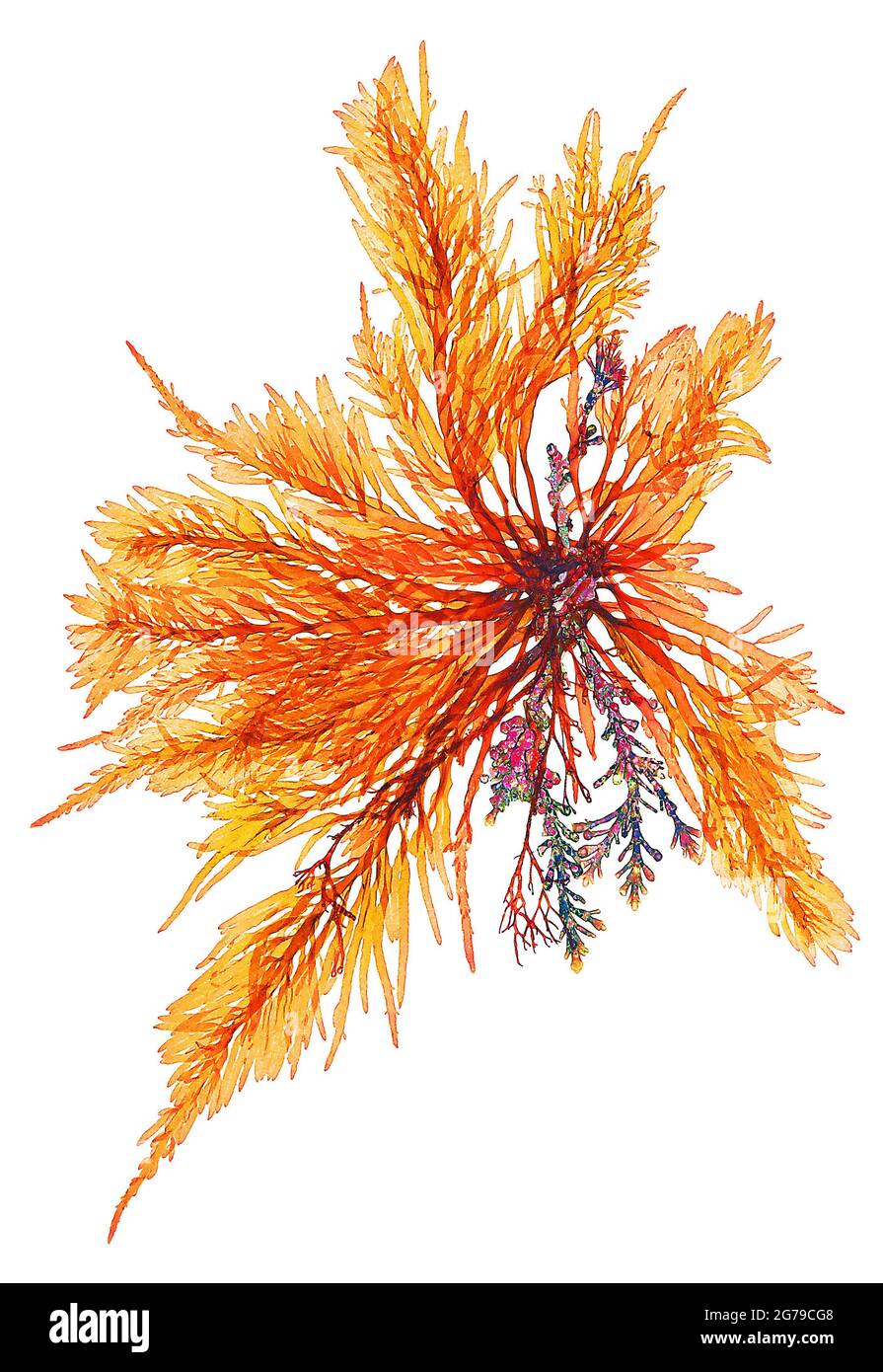 Lomentaria clavellosa (Lightfoot ex Turner) Gaillon, Alga Rossa (Florideophyceae) Foto Stock