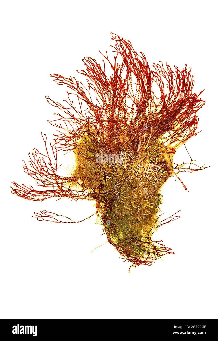 Ceramium sp. Alga rossa (Florideofyceae) Foto Stock