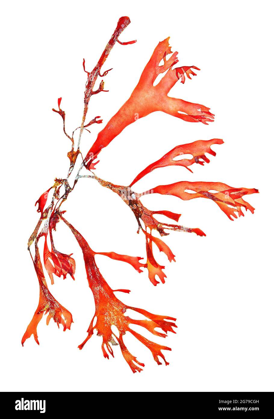 Gracilaria fogliifera (Forsskal) Borgesen, Alga Rossa (Florideophyceae) Foto Stock