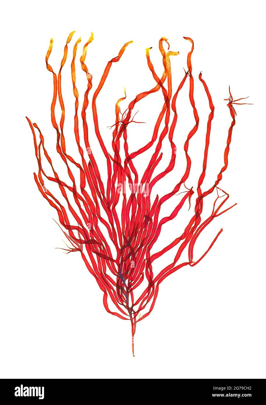 Dumontia contorta (SGGmelin) Ruprecht, alga rossa (Florideophyceae) Foto Stock