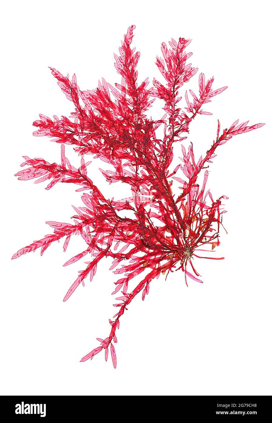 Hypoglossum hypoglossoides (Stackhouse) Collins & Hervey, alga rossa (Florideophyceae) Foto Stock