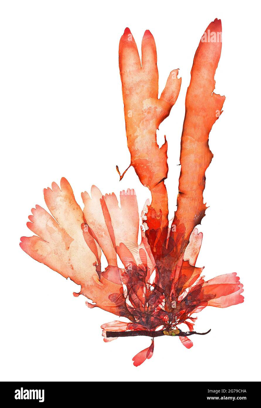 Palmaria palmata (Linnaeus) F. Weber & D. Mohr, alga rossa (Florideophyceae) Foto Stock