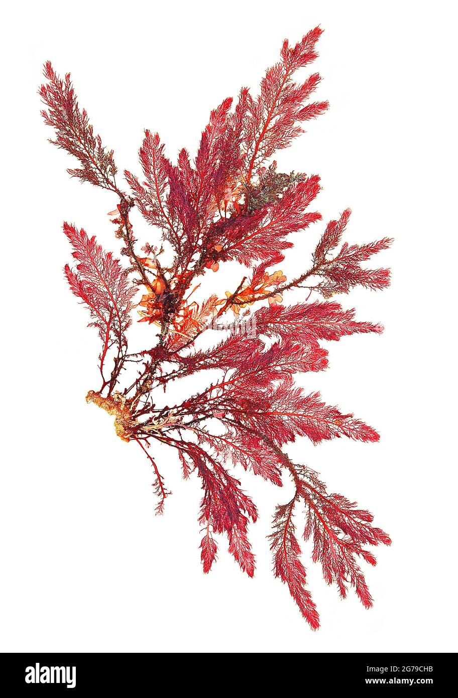 Heterosiphonia plumosa (J. Ellis) Battitori, alga rossa (Florideophyceae) Foto Stock