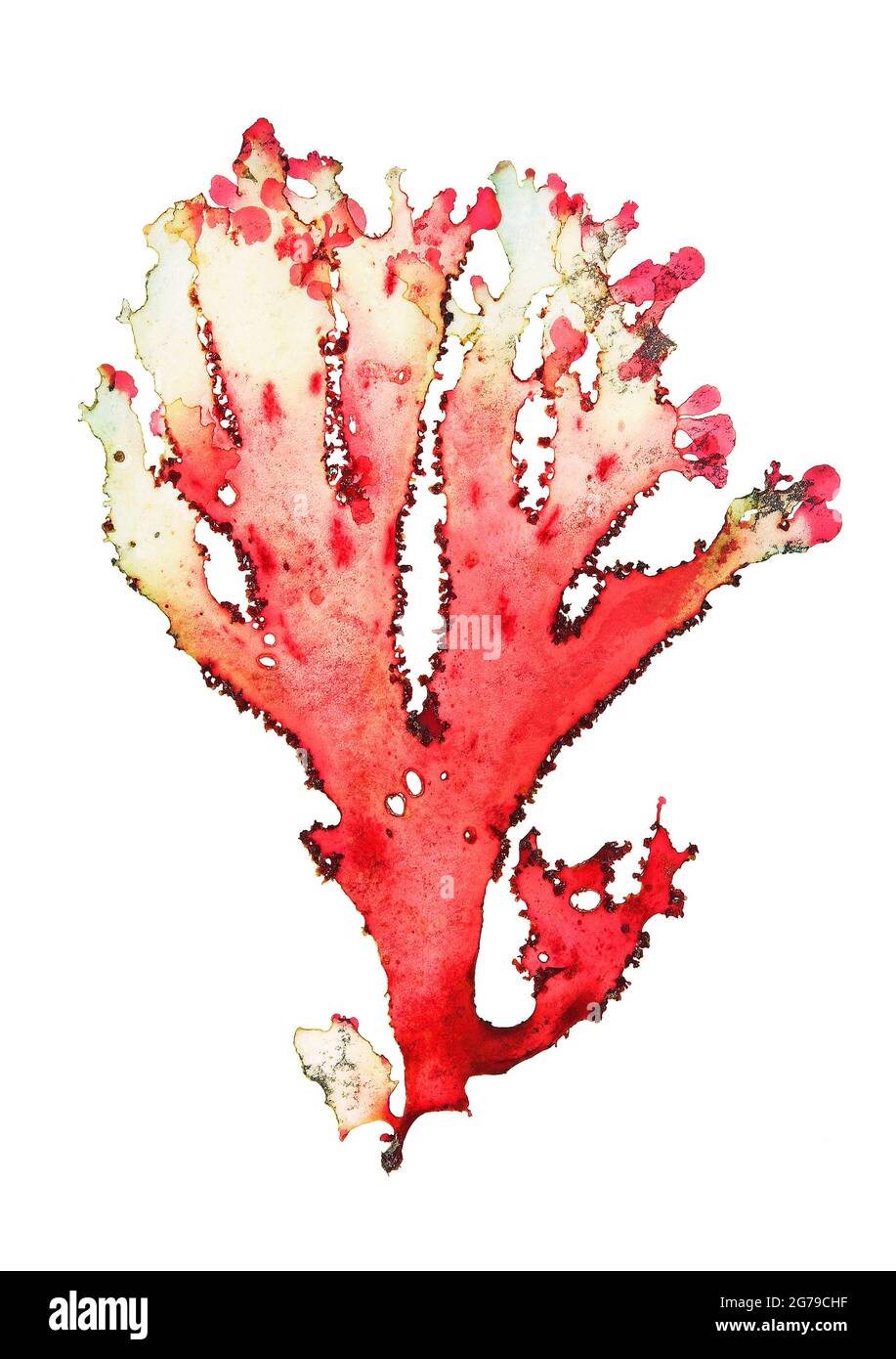 Callophyllis laciniata (Hudson) Kützing 1843, alga rossa (Florideophyceae) Foto Stock