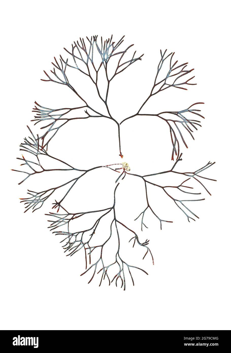 Poliidi rotundus (Hudson) gaillon, alga rossa (Florideophyceae) Foto Stock