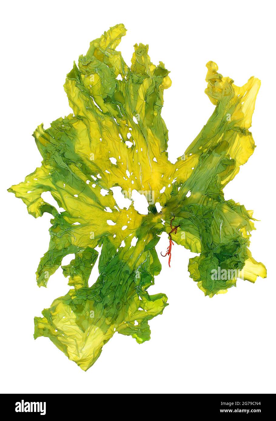 Ulva sp., alga verde (clorofita) Foto Stock