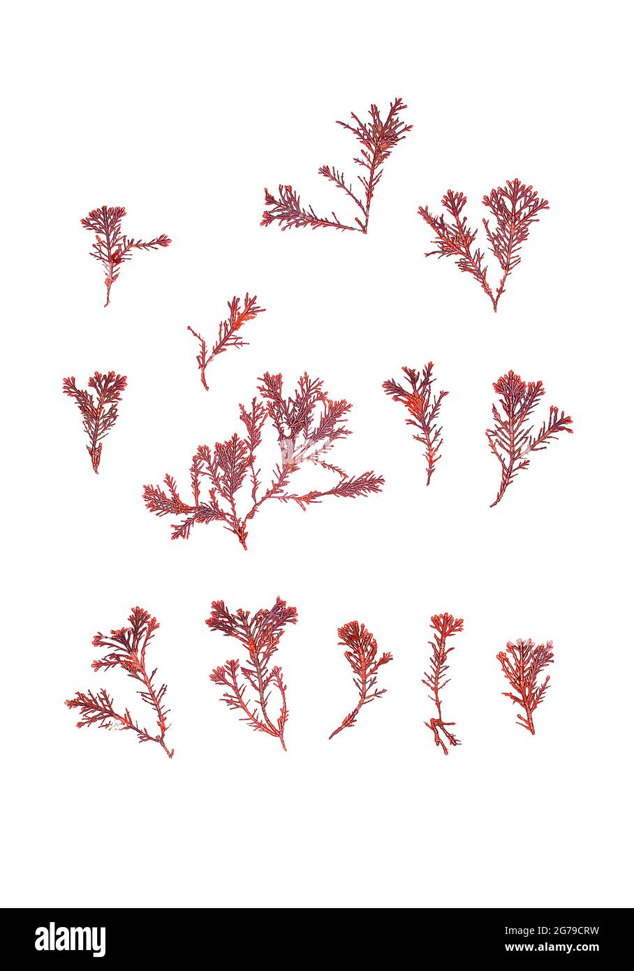 Ellisolandia elongata (J. Ellis & Solander) KR Hind & GW Saunders, alga rossa (Florideophyceae) Foto Stock