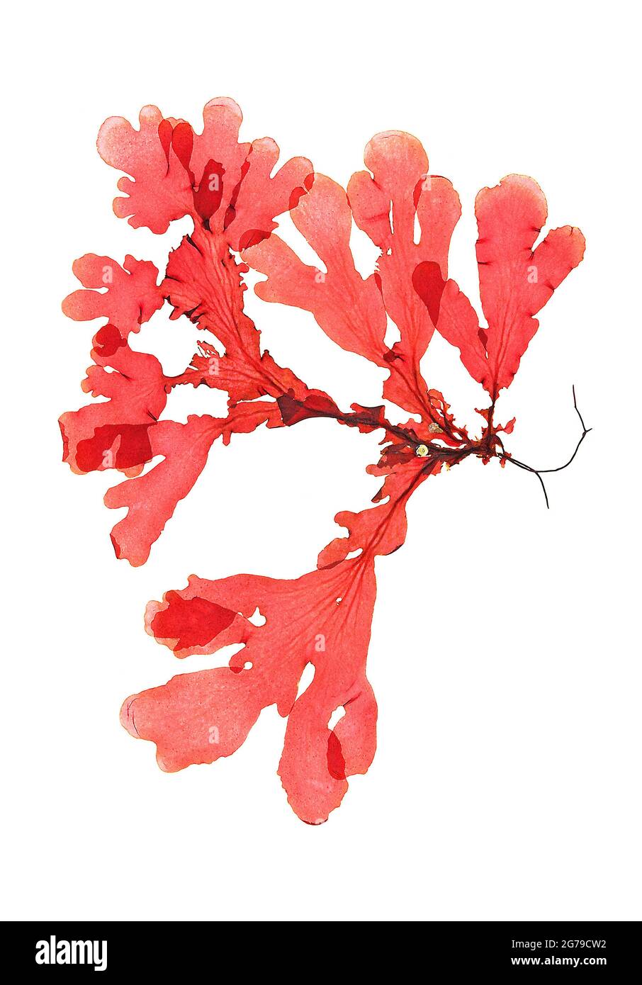 Polyneura bonnemaisonii (C.Agardh) Maggs & Hommersand, alga rossa (Florideophyceae) Foto Stock