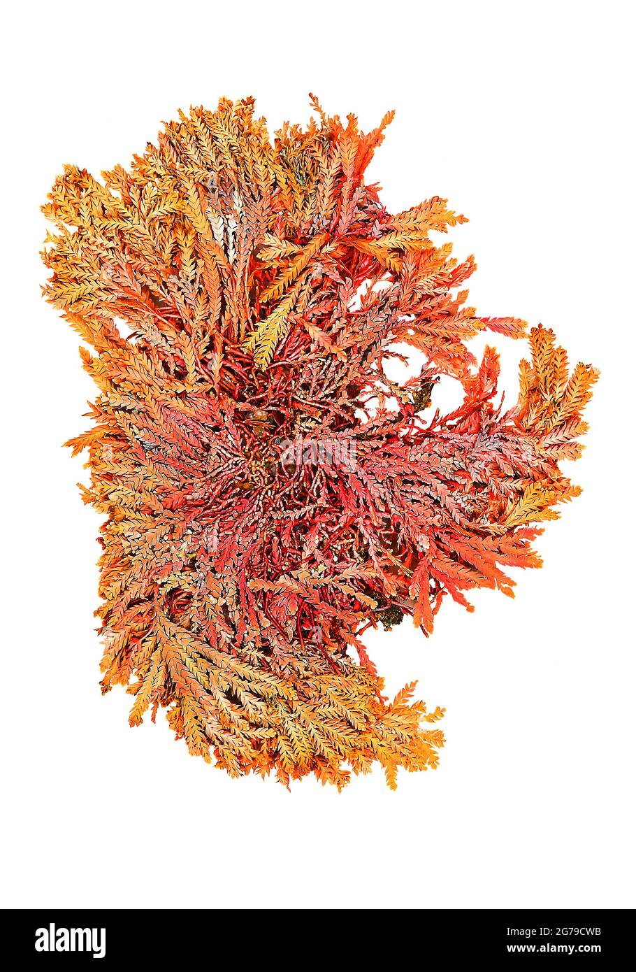 Jaria sagittata (JVLamouroux) Blainville, alga rossa (Florideophyceae) Foto Stock