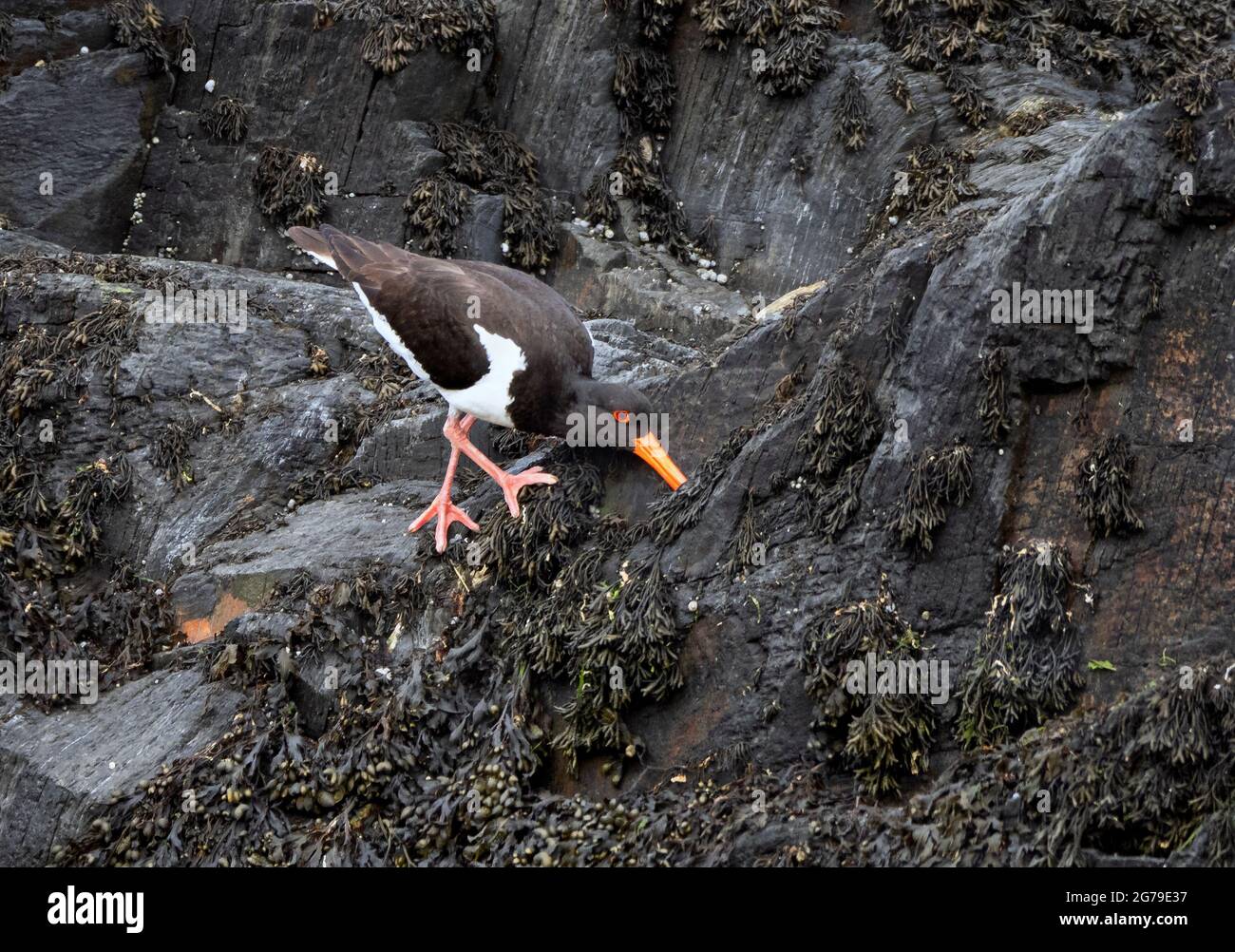 Oystercatcher Haematopus ostralegus strofinare scogliere a bassa marea per il cibo sulla costa di Pembrokeshire Galles del Sud Regno Unito Foto Stock