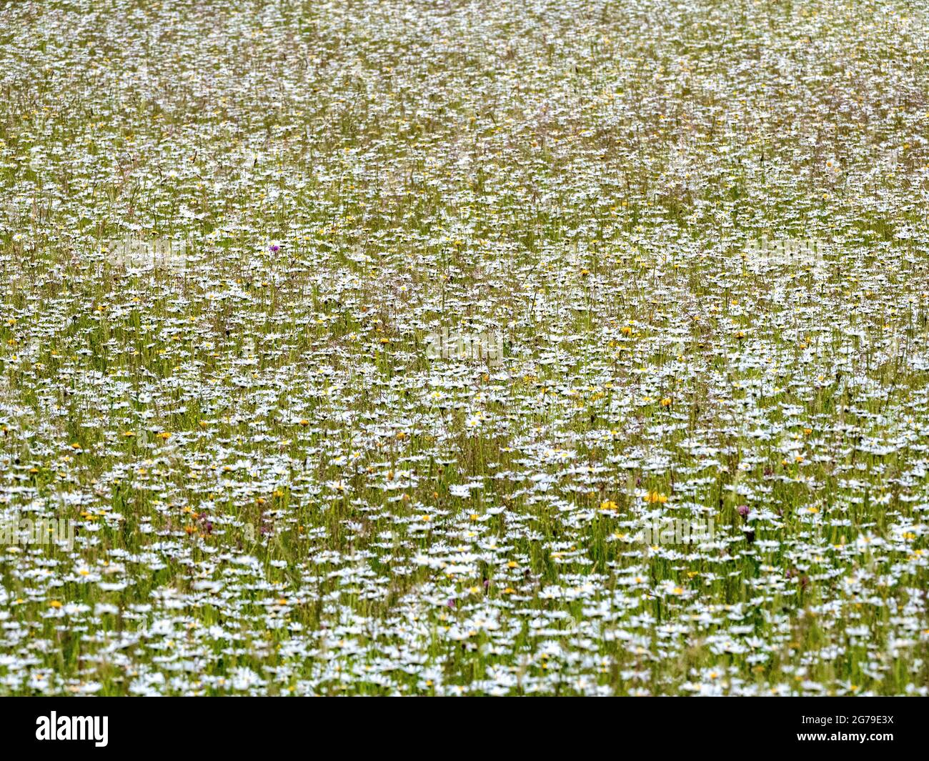 Oxfordshire prato riempito con Oxeye Daisy Leuchanthemum vulgare UK Foto Stock