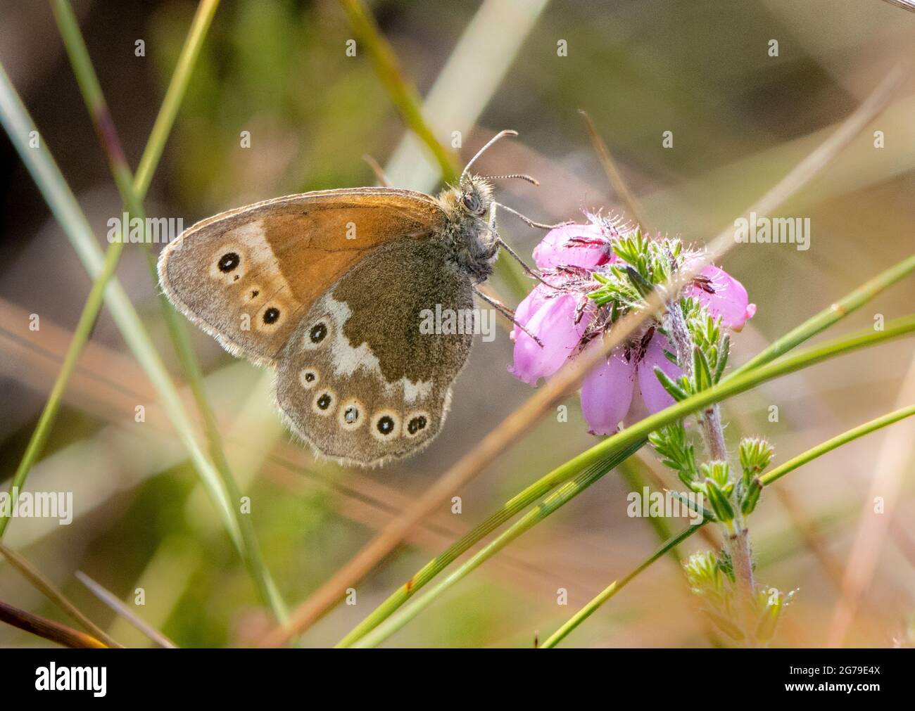 Grande Heath maschio Coenonympha tullia nutrire su Cross-Leaved Heath il suo fiore favorito nettare a Meathop Moss in Cumbria UK Foto Stock