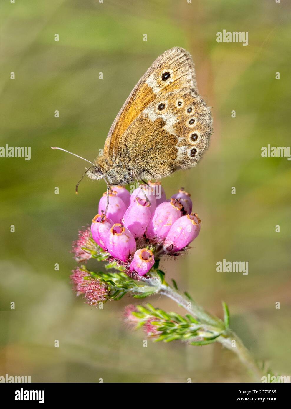 Grande Heath maschio Coenonympha tullia nutrire su Cross-Leaved Heath il suo fiore favorito nettare a Meathop Moss in Cumbria UK Foto Stock