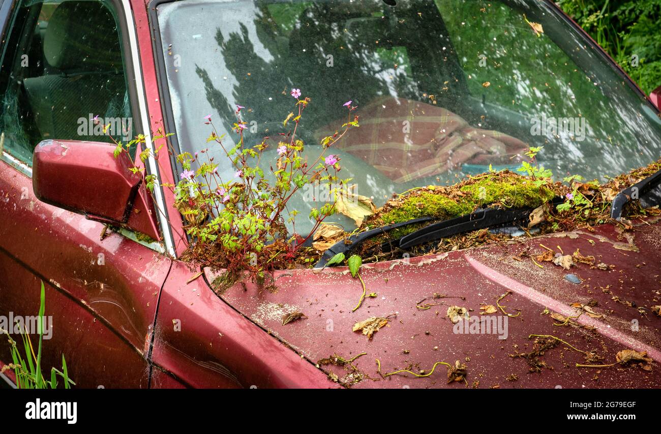 Mosses e Herb Robert crescere sul parabrezza di un'auto abbandonata - Galles UK Foto Stock