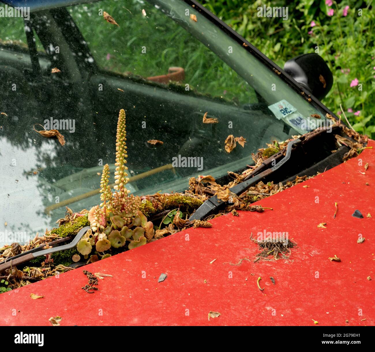 Wall Pennywort cresce sul parabrezza di un'auto abbandonata - Galles UK Foto Stock