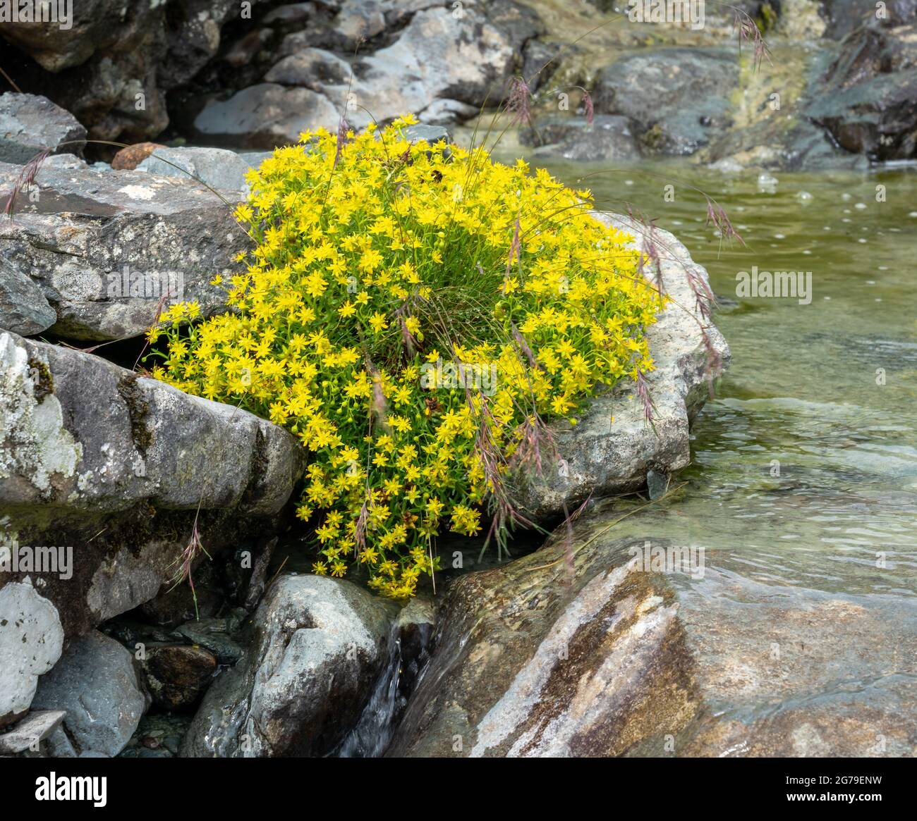 Saxifrago giallo Saxifraga Aizoides che cresce da un torrente di montagna a Honister nel Distretto Inglese dei Laghi UK Foto Stock