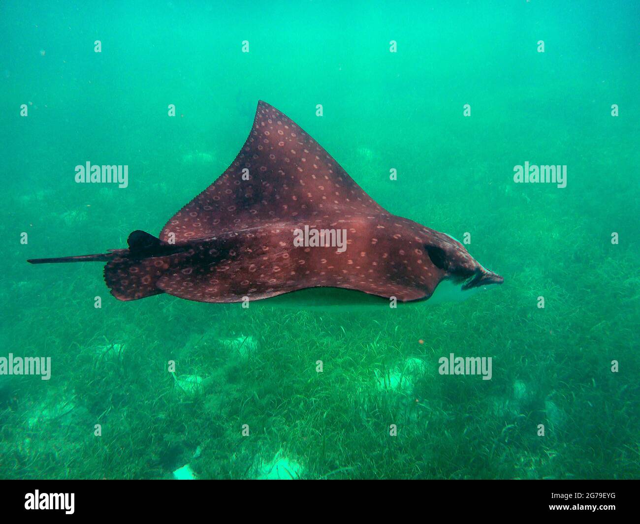 Riserva marina di Hol Chan, Belize c.a. Foto Stock