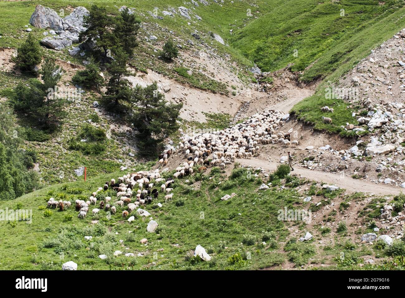 Un gregge di pecore su un pascolo in montagna, allevati animali a libero raggio. Foto Stock