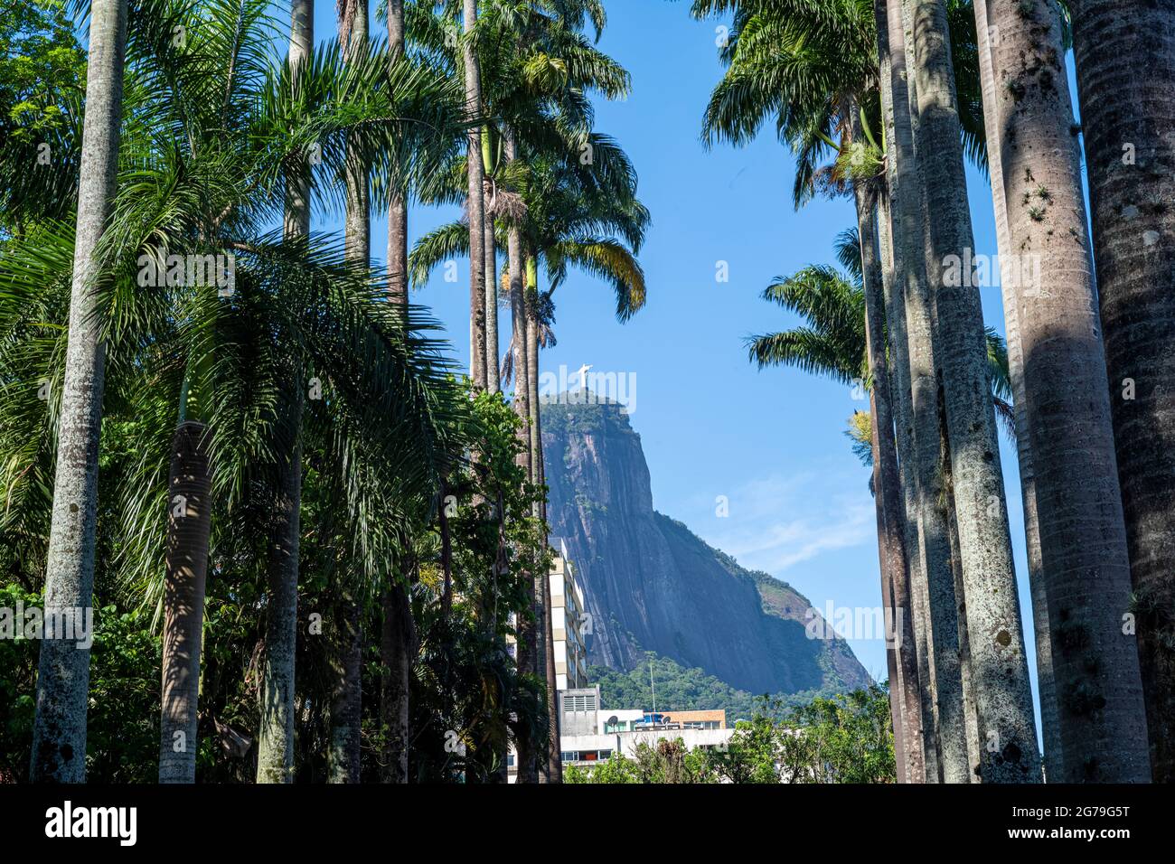 Vista sul Monte Corcovado e sulla statua del Cristo Redentore dal Giardino Botanico di Rio de Janeiro o dal Jardim Botânico, situato nel quartiere Jardim Botânico nella zona meridionale di Rio de Janeiro. L'Orto Botanico mostra la diversità della flora brasiliana e straniera. Foto Stock